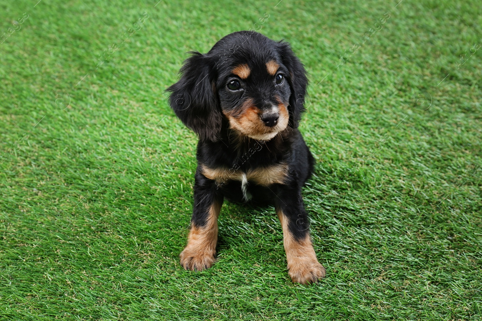 Photo of Cute English Cocker Spaniel puppy on green grass