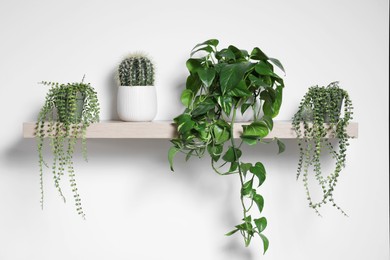 Photo of Green houseplants in pots on wooden shelf near white wall