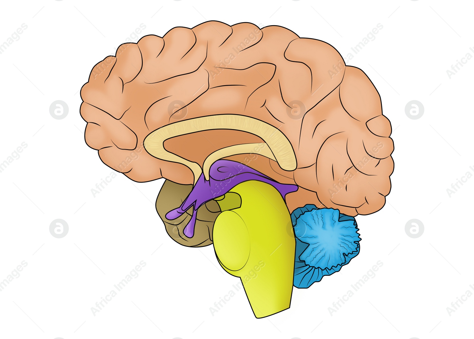 Illustration of  human brain on white background