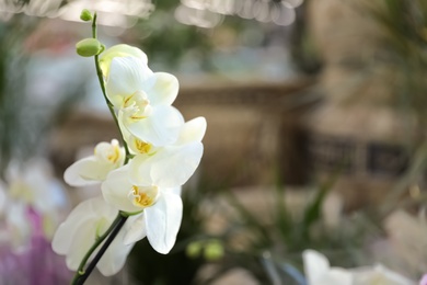 Photo of Beautiful blooming tropical orchid in store. Space for text