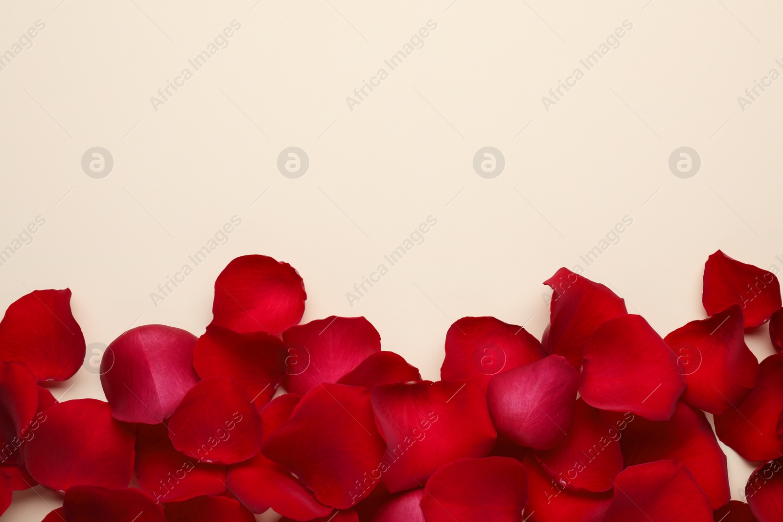 Photo of Red rose petals on beige background, top view. Space for text
