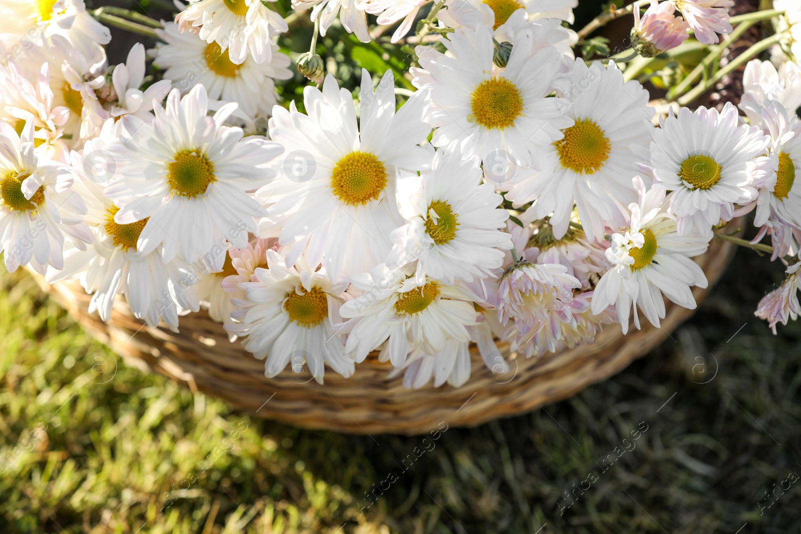 Photo of Beautiful wild flowers in wicker basket on green grass outdoors, above view