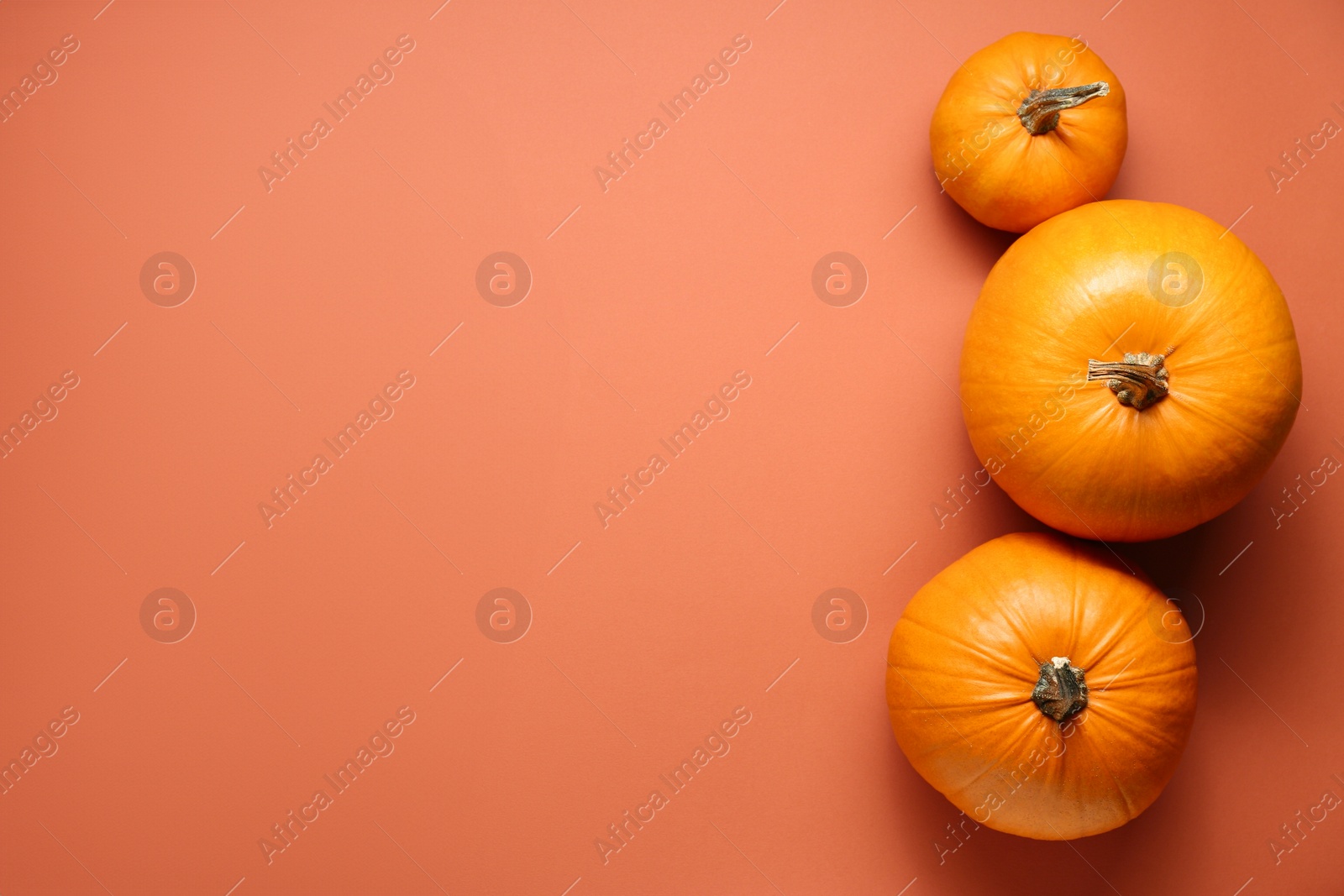 Photo of Thanksgiving day. Pumpkins on orange background, flat lay with space for text