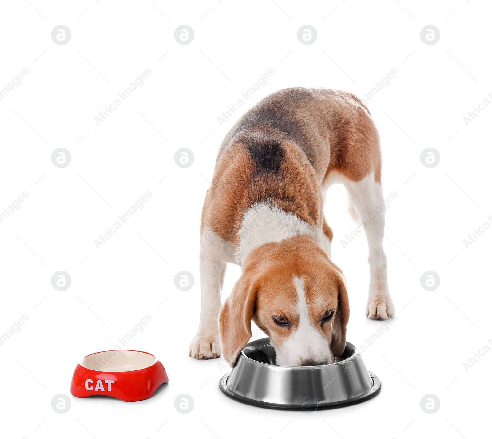 Photo of Cute dog eating from bowl on white background