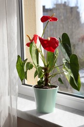 Photo of Beautiful anthurium in pot on windowsill indoors. House plants