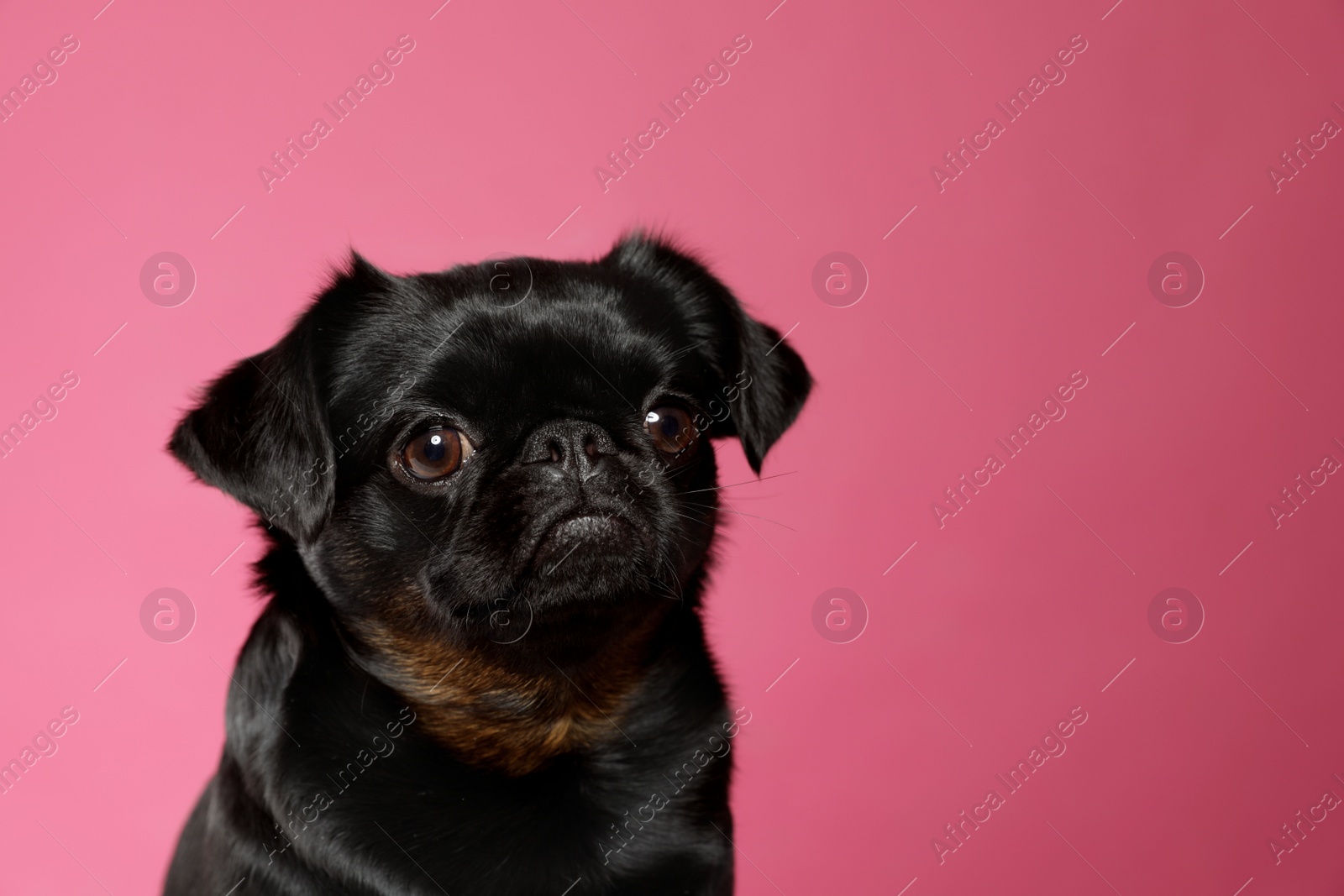 Photo of Adorable black Petit Brabancon dog on pink background, space for text