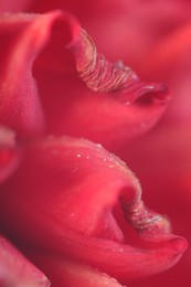 Beautiful red Dahlia flower as background, macro view