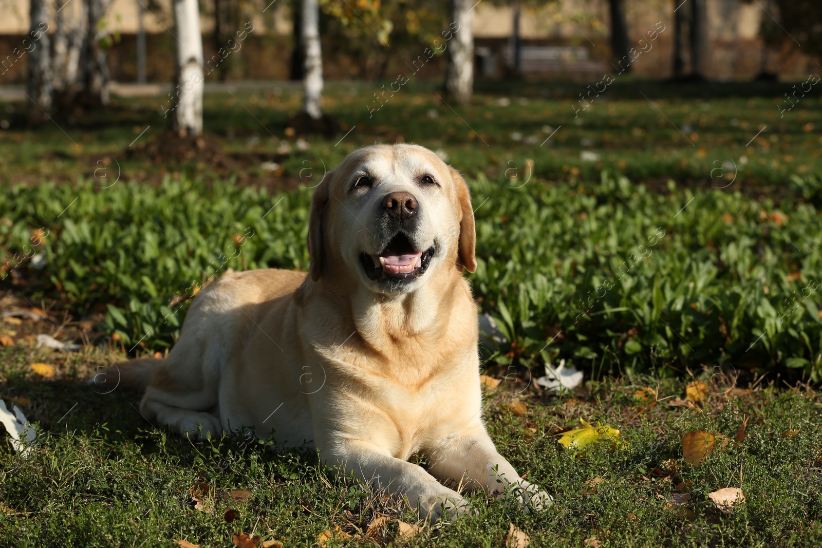 Photo of Yellow Labrador lying outdoors on sunny day