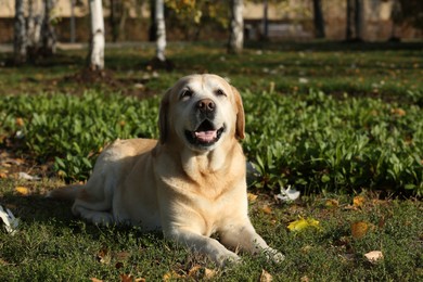 Photo of Yellow Labrador lying outdoors on sunny day