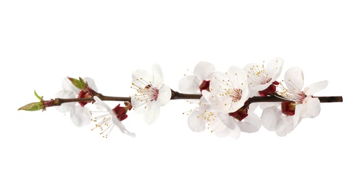 Photo of Branch with beautiful fresh spring flowers on white background