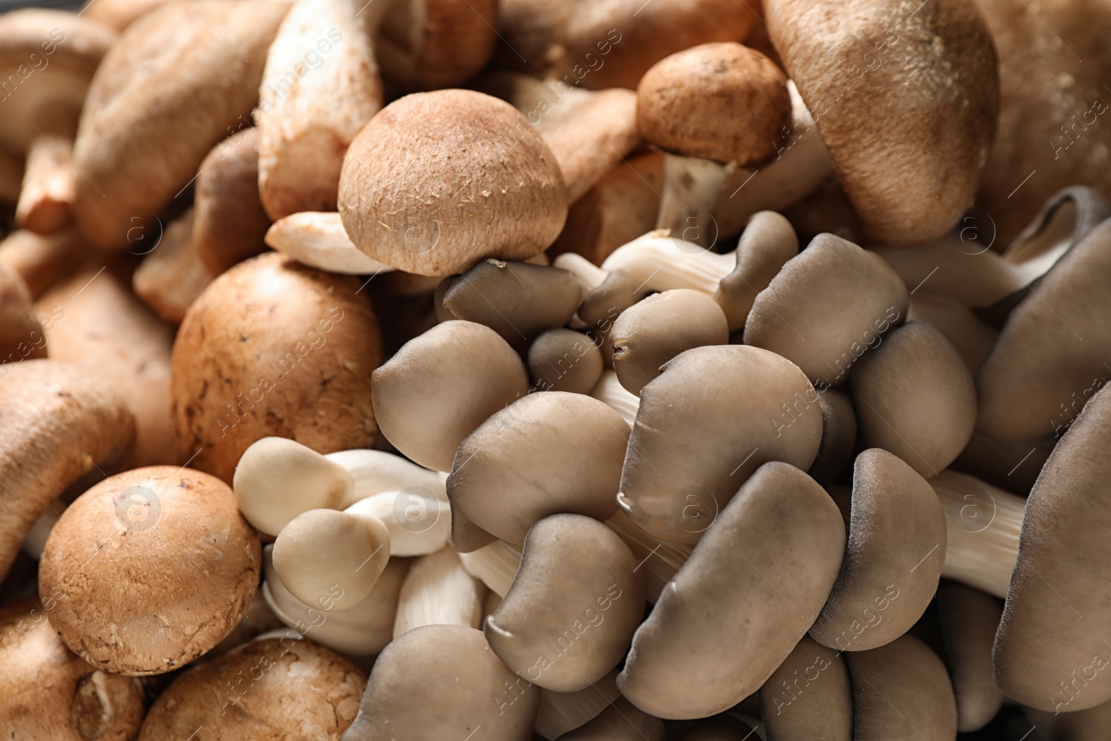 Photo of Different fresh wild mushrooms as background, closeup