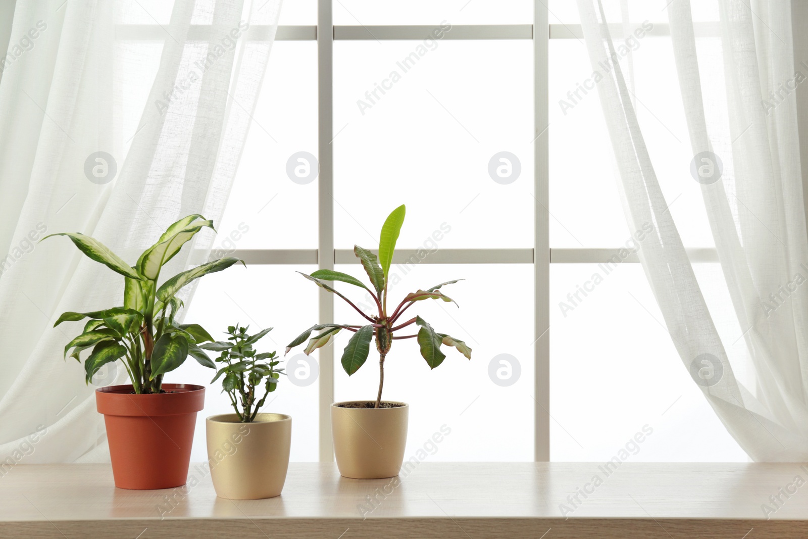 Photo of Different plants in pots on window sill, space for text. Home decor