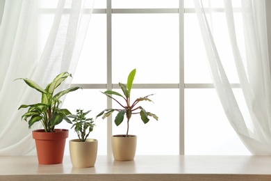 Different plants in pots on window sill, space for text. Home decor