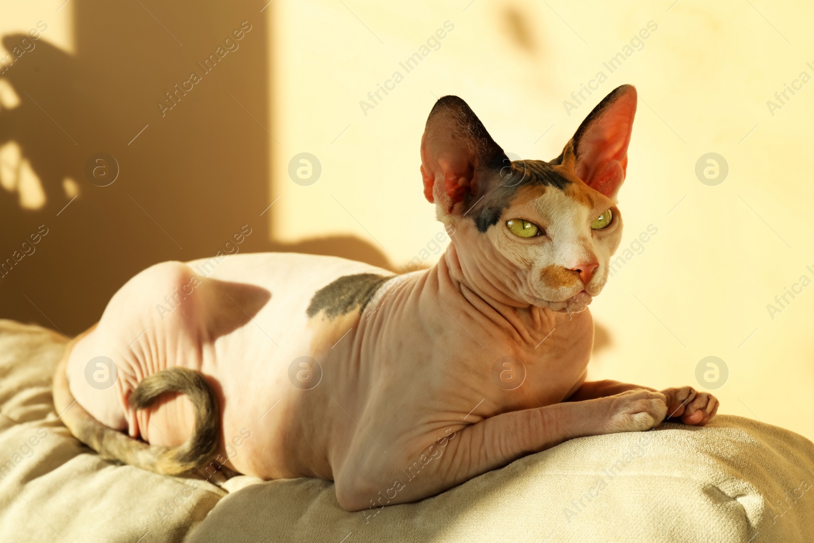 Photo of Adorable Sphynx cat on pillow at home. Lovely pet