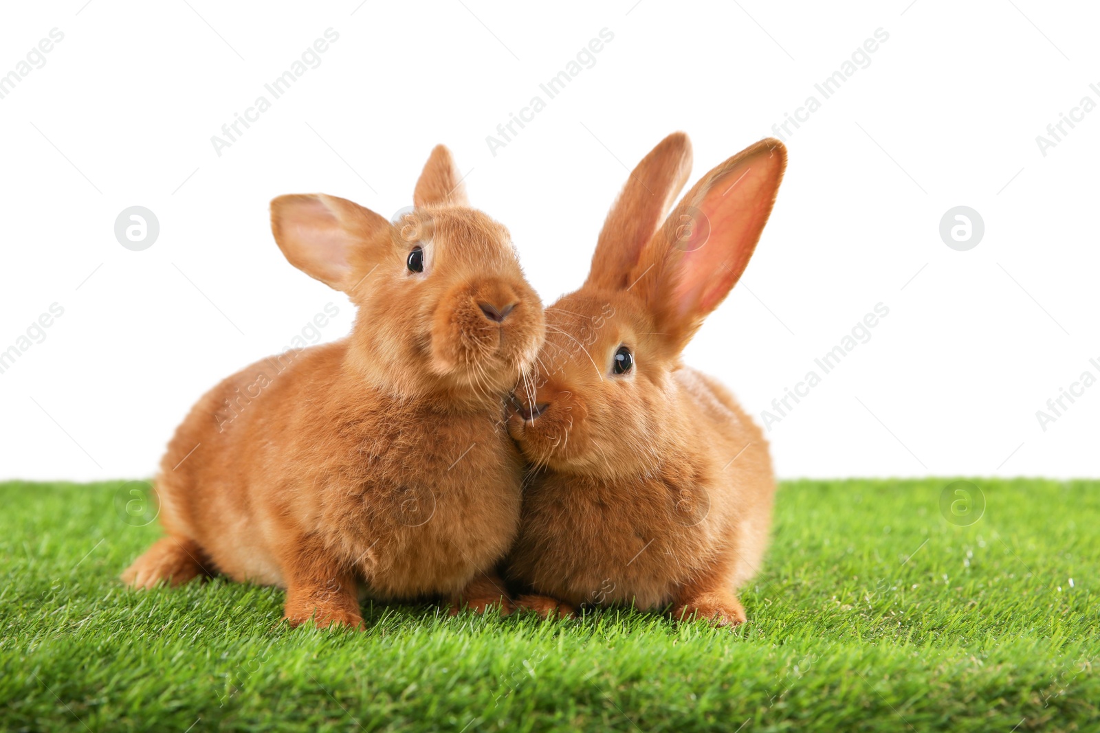 Photo of Cute bunnies on green grass against white background. Easter symbol