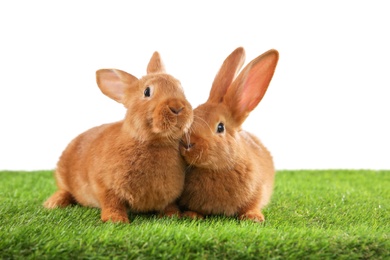 Cute bunnies on green grass against white background. Easter symbol