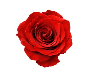 Photo of Beautiful fresh red rose isolated on white