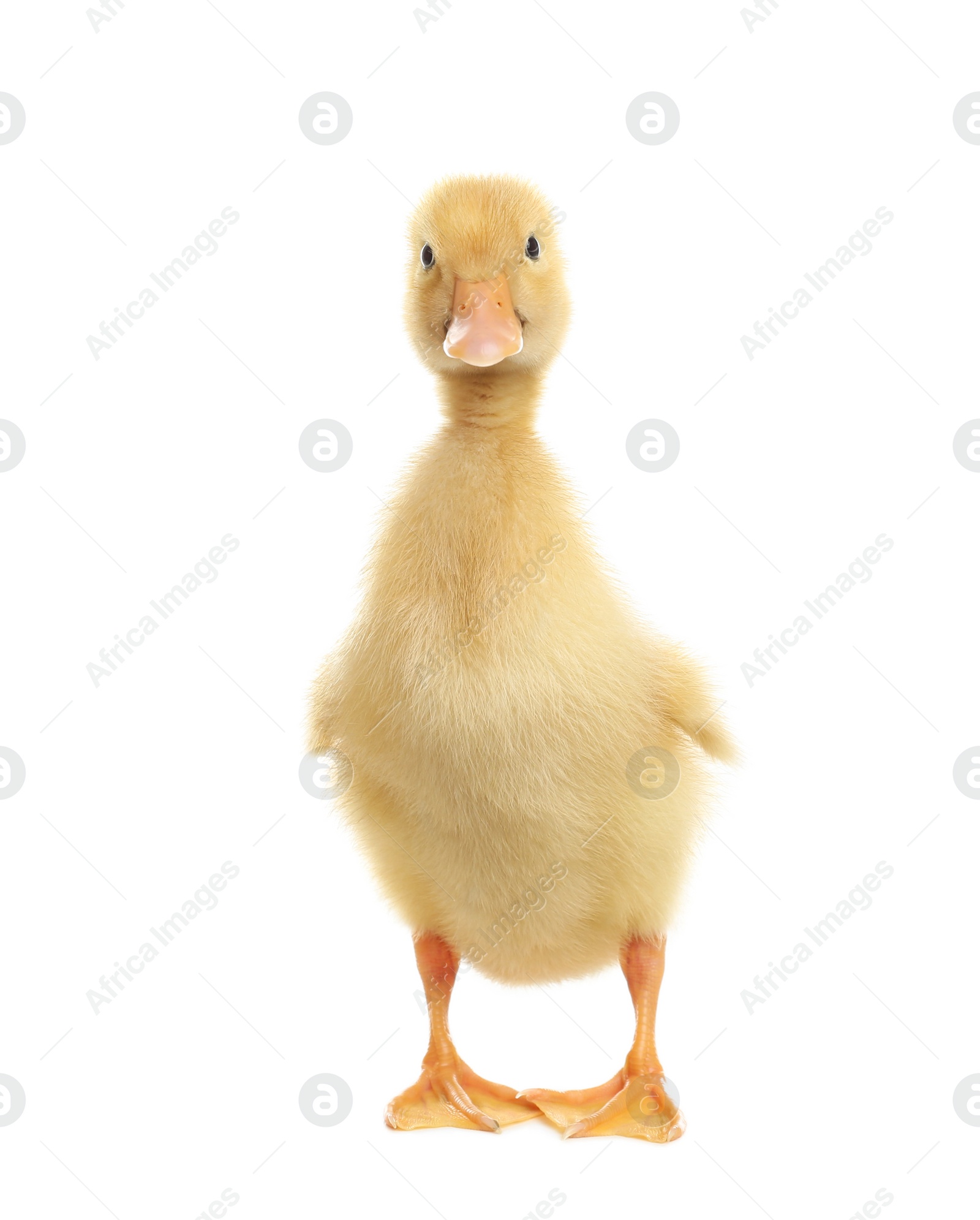 Photo of Cute fluffy baby duckling on white background