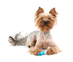 Photo of Cute Yorkshire Terrier with toothbrushes on white background