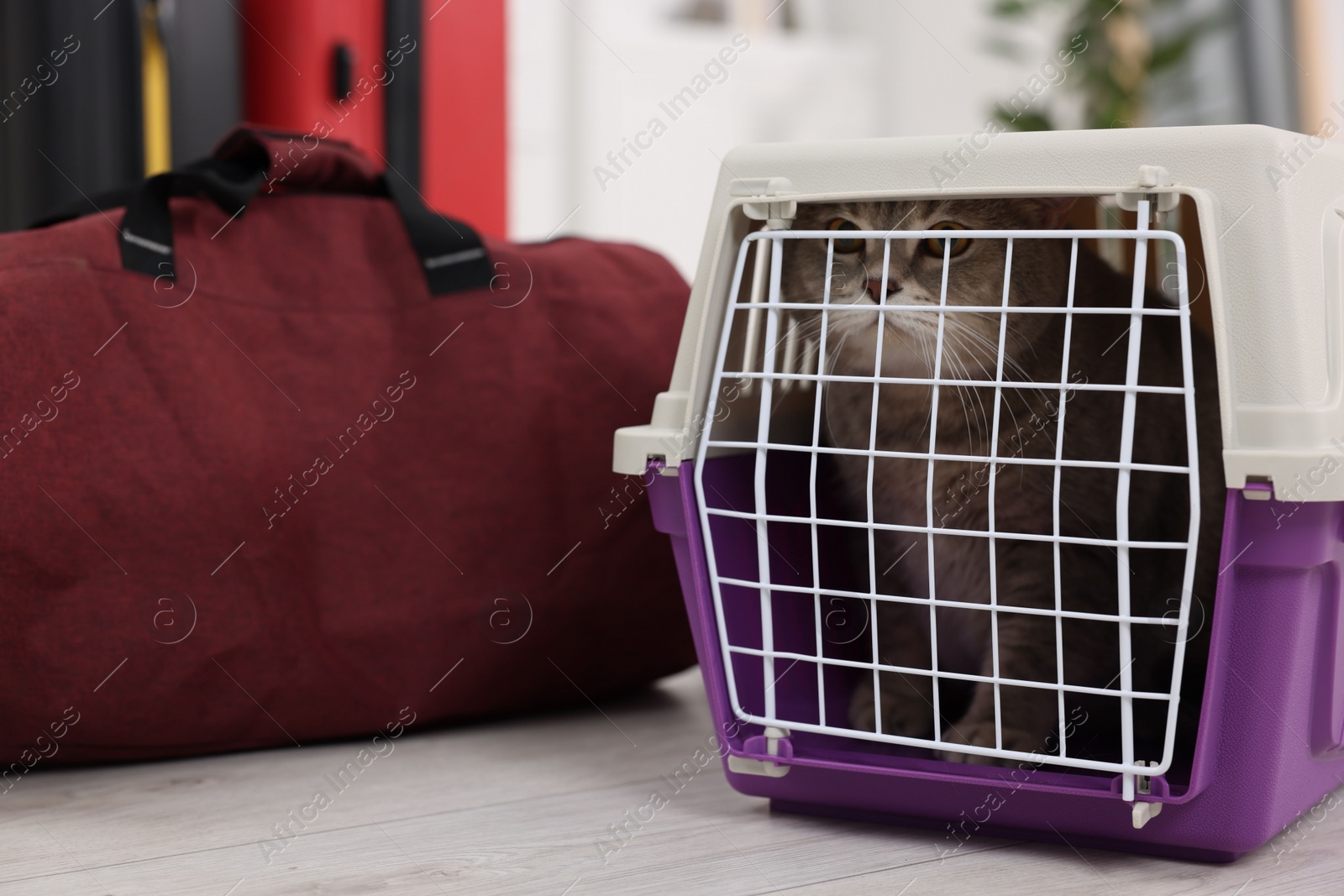 Photo of Travel with pet. Cute cat in carrier and bag indoors