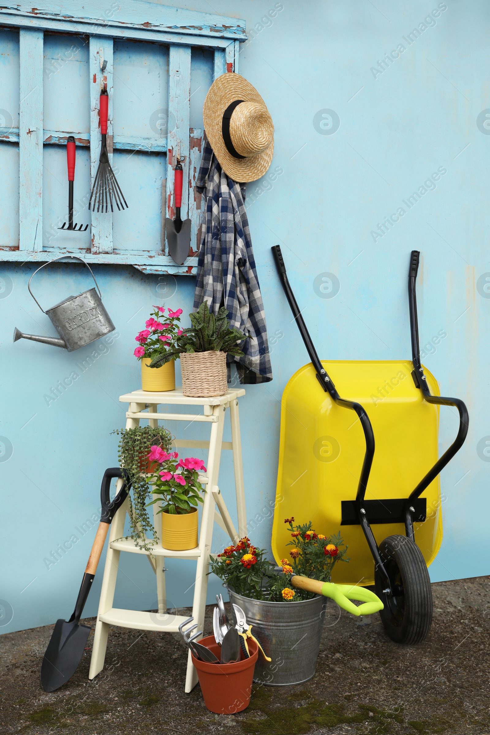 Photo of Beautiful plants, gardening tools and accessories near shed outdoors