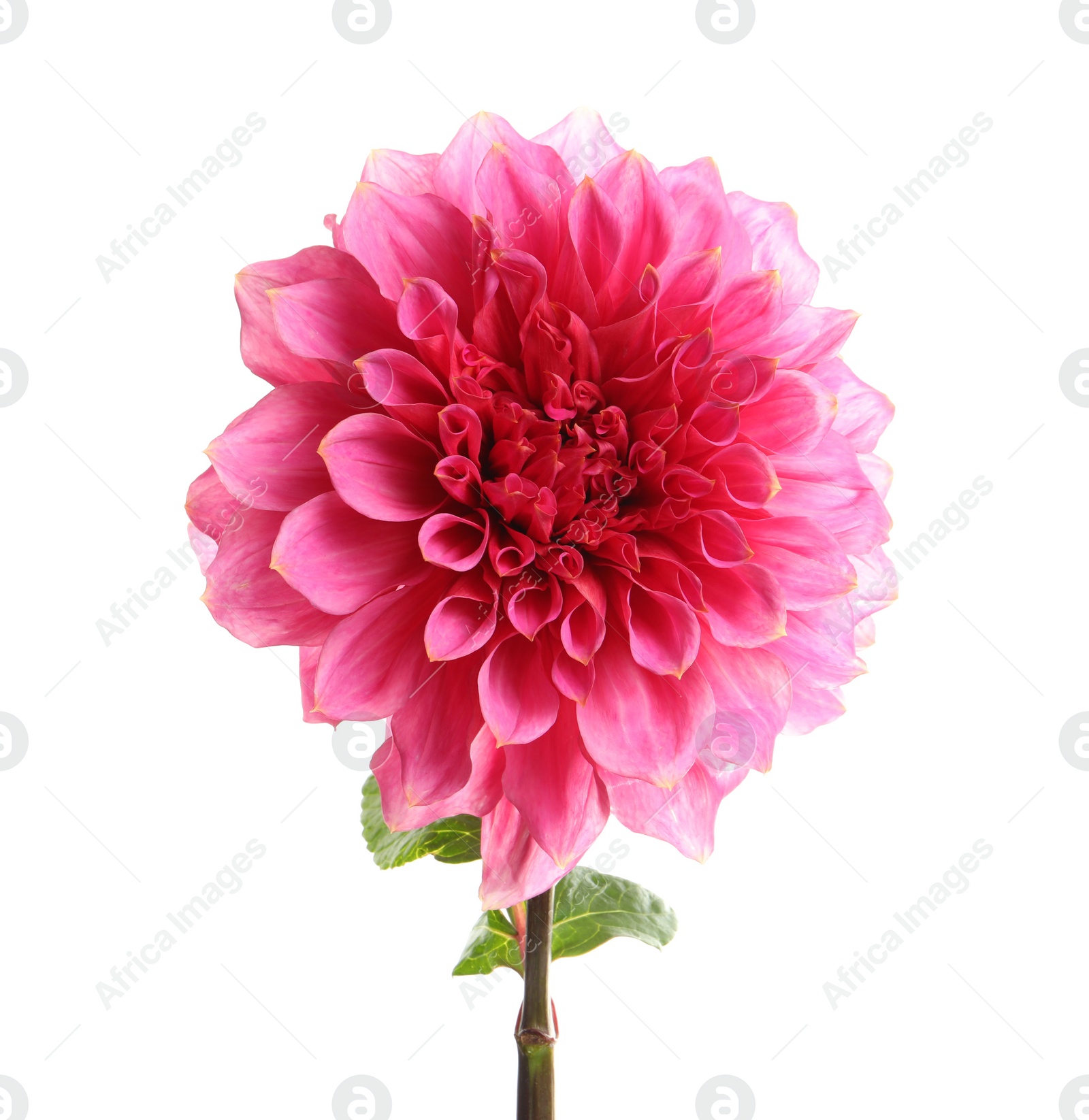 Photo of Beautiful pink dahlia flower on white background