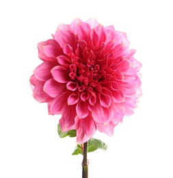 Photo of Beautiful pink dahlia flower on white background