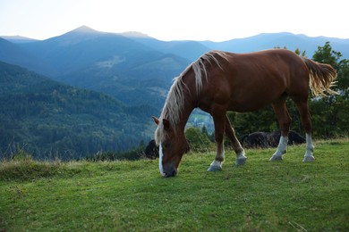 Beautiful horse grazing on meadow in mountains