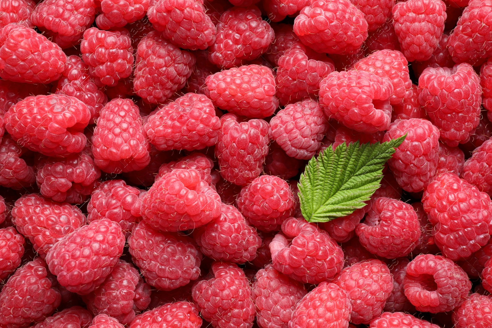 Photo of Fresh ripe raspberries with leaf as background, closeup