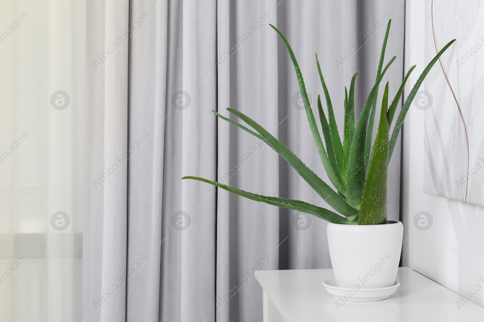 Photo of Green aloe vera in pot on chest of drawers indoors, space for text
