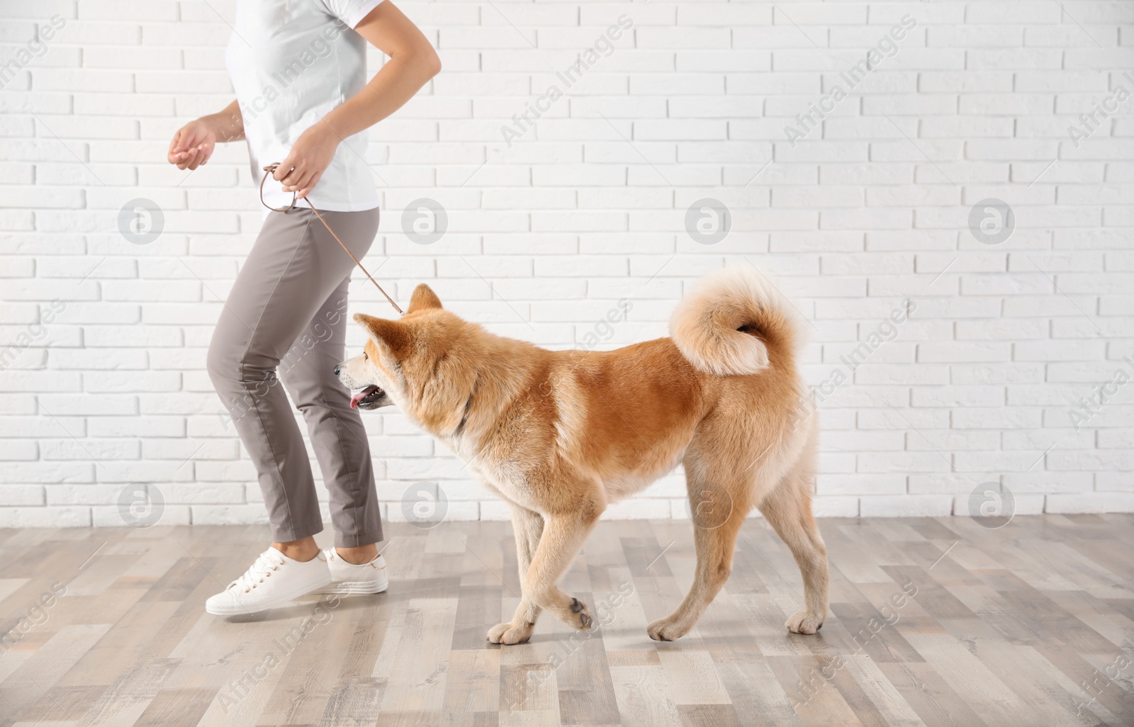 Photo of Young woman with adorable Akita Inu dog indoors. Champion training