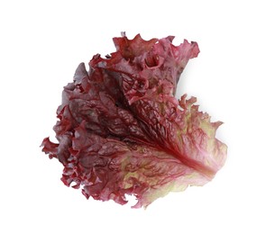 Leaf of fresh red coral lettuce isolated on white