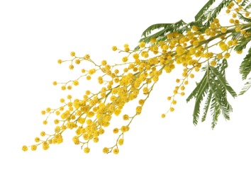 Photo of Beautiful mimosa plant with yellow flowers on white background