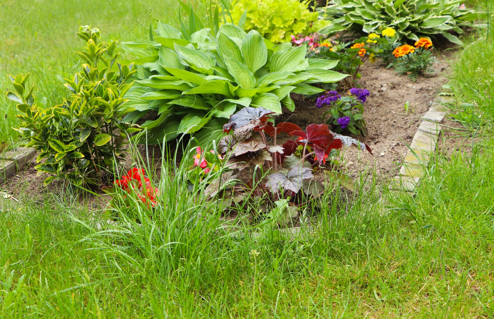 Photo of Beautiful flowerbed with different plants outdoors. Gardening and landscaping