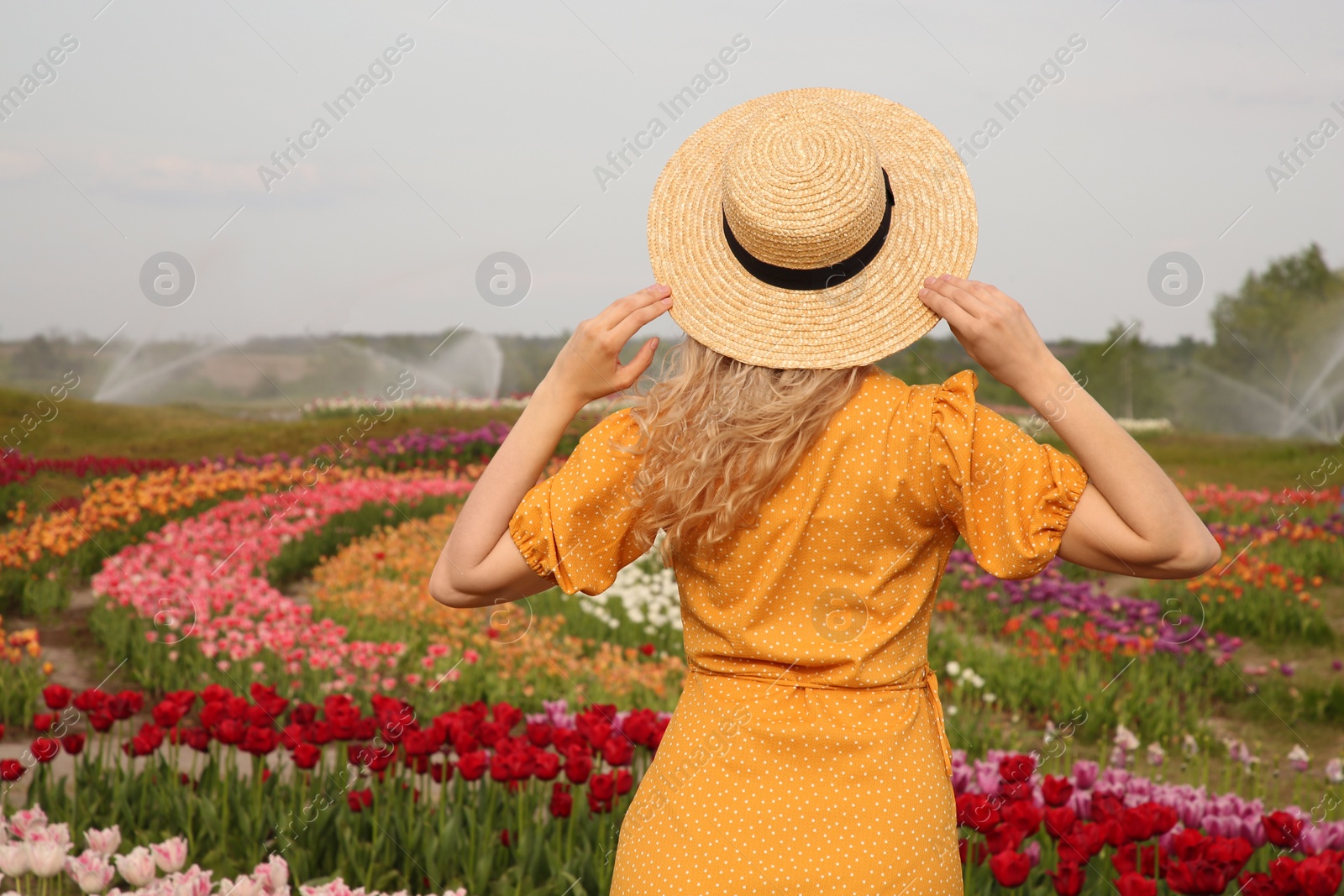 Photo of Woman wearing wicker hat in beautiful tulip field, back view