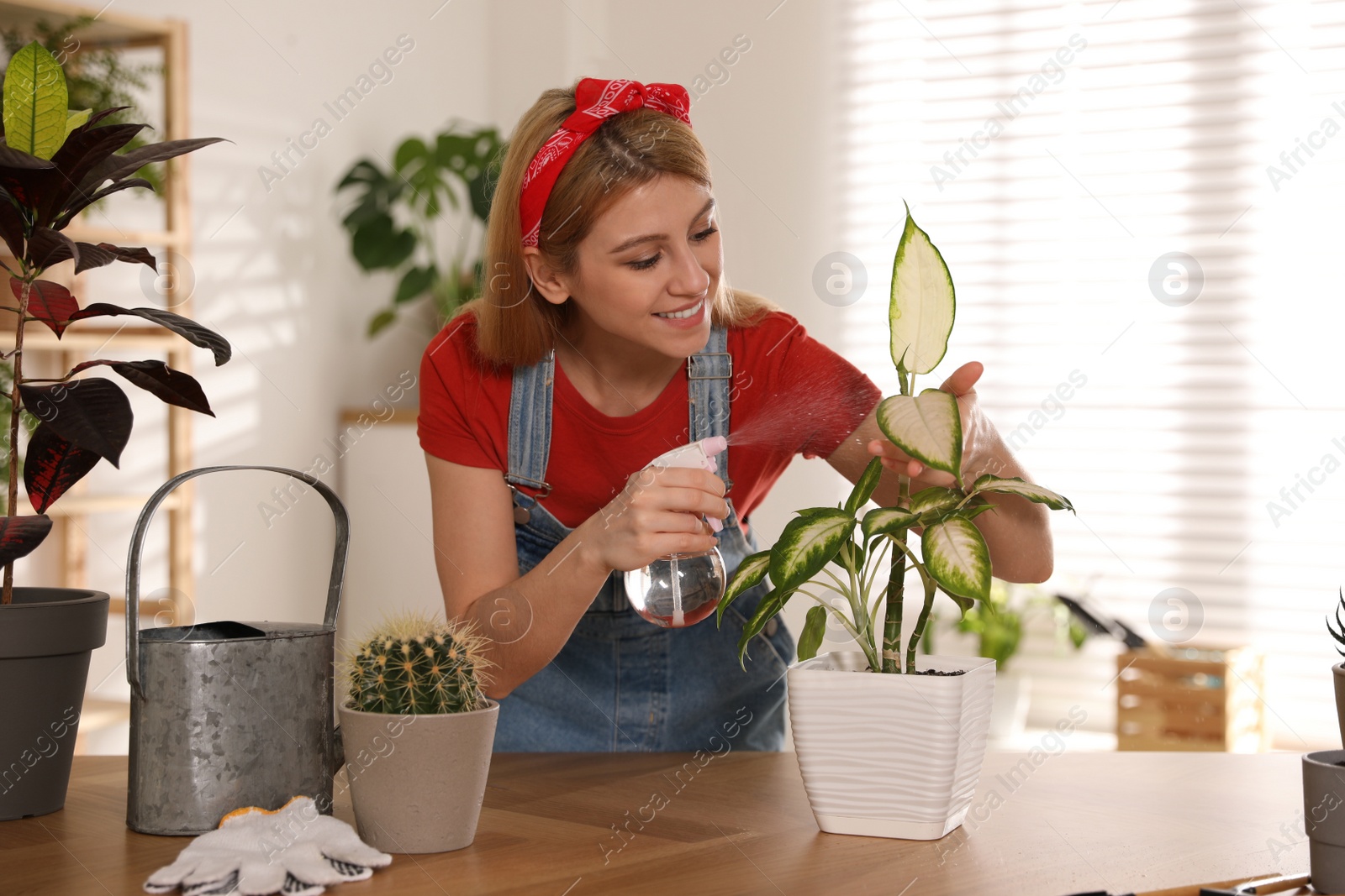 Photo of Young woman spraying Dieffenbachia plant at home. Engaging hobby