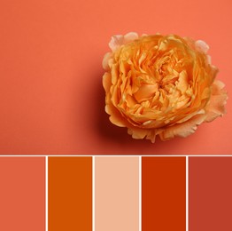Image of Palette of autumn colors and beautiful fresh flower on coral background, top view
