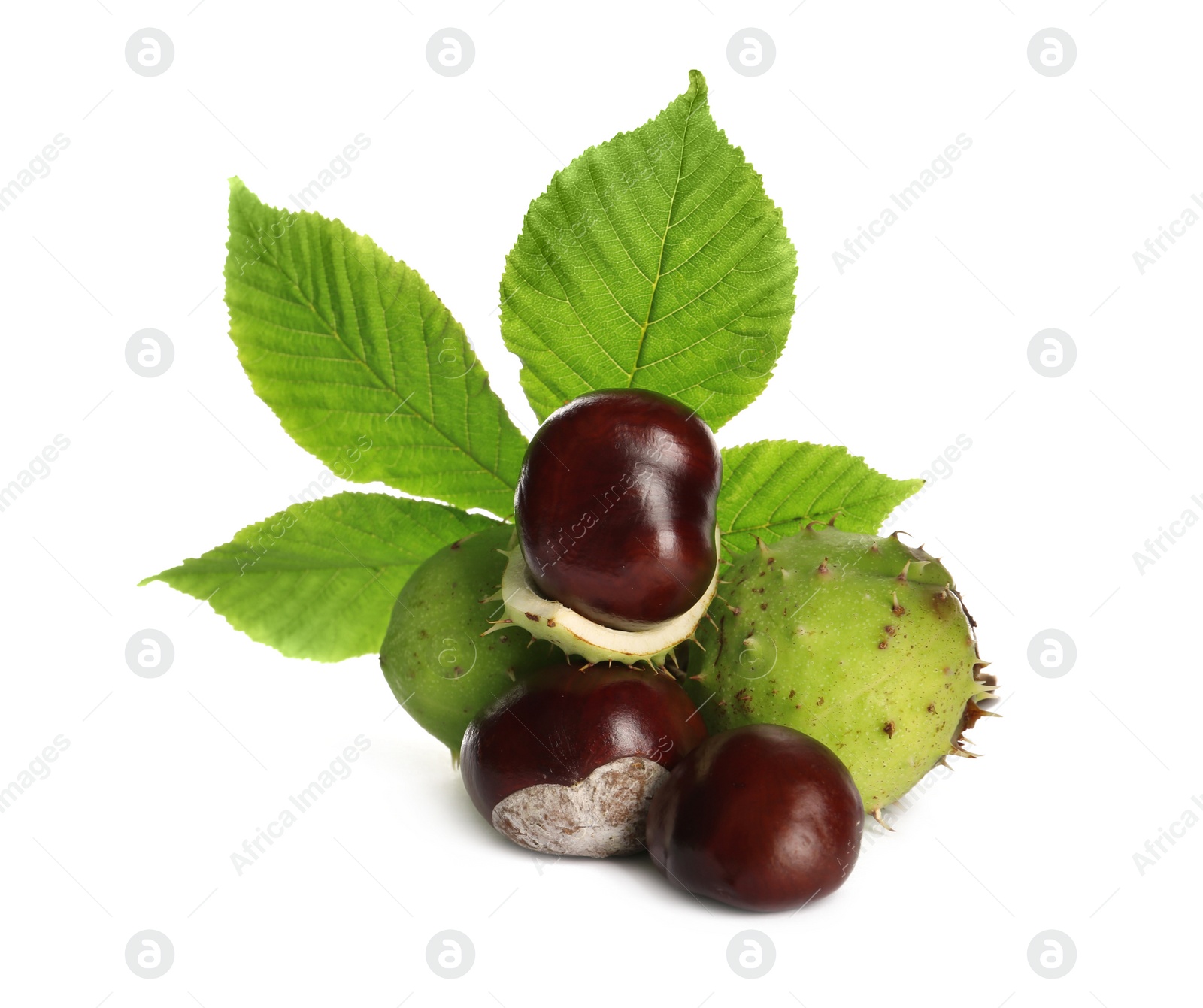 Photo of Horse chestnuts and tree leaf on white background