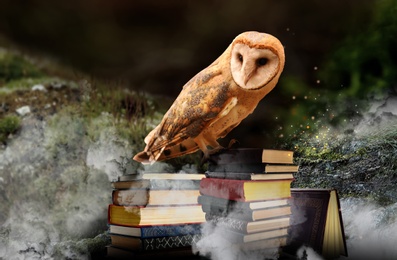 Image of Beautiful wise owl on books in fantasy world