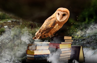 Beautiful wise owl on books in fantasy world