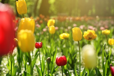 Photo of Beautiful bright tulips growing outdoors on sunny day