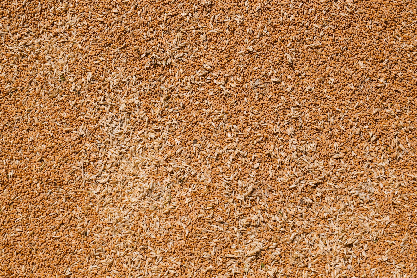 Photo of Pile of wheat grains as background, closeup view