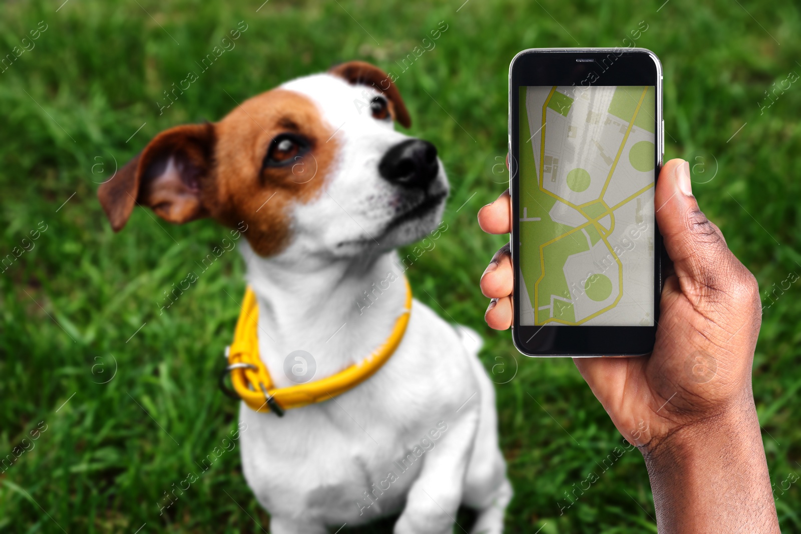 Image of Application to find pet by identification chip. African American man using smartphone near dog with collar outdoors, closeup