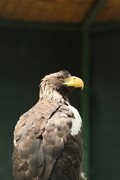Beautiful Steller's sea eagle in zoo enclosure