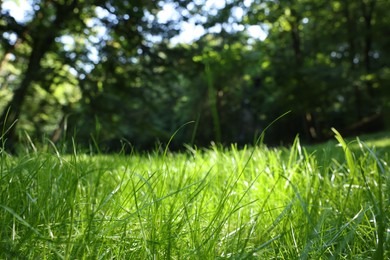 Photo of Beautiful lawn with green grass growing outdoors, low angle view