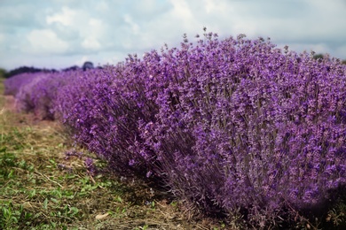 Beautiful lavender flowers growing in field, closeup