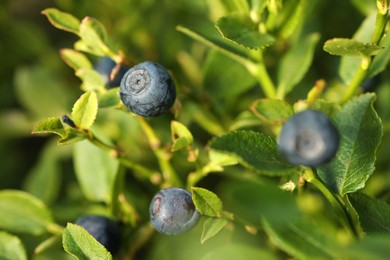 Photo of Ripe bilberries growing in forest, closeup. Seasonal berries