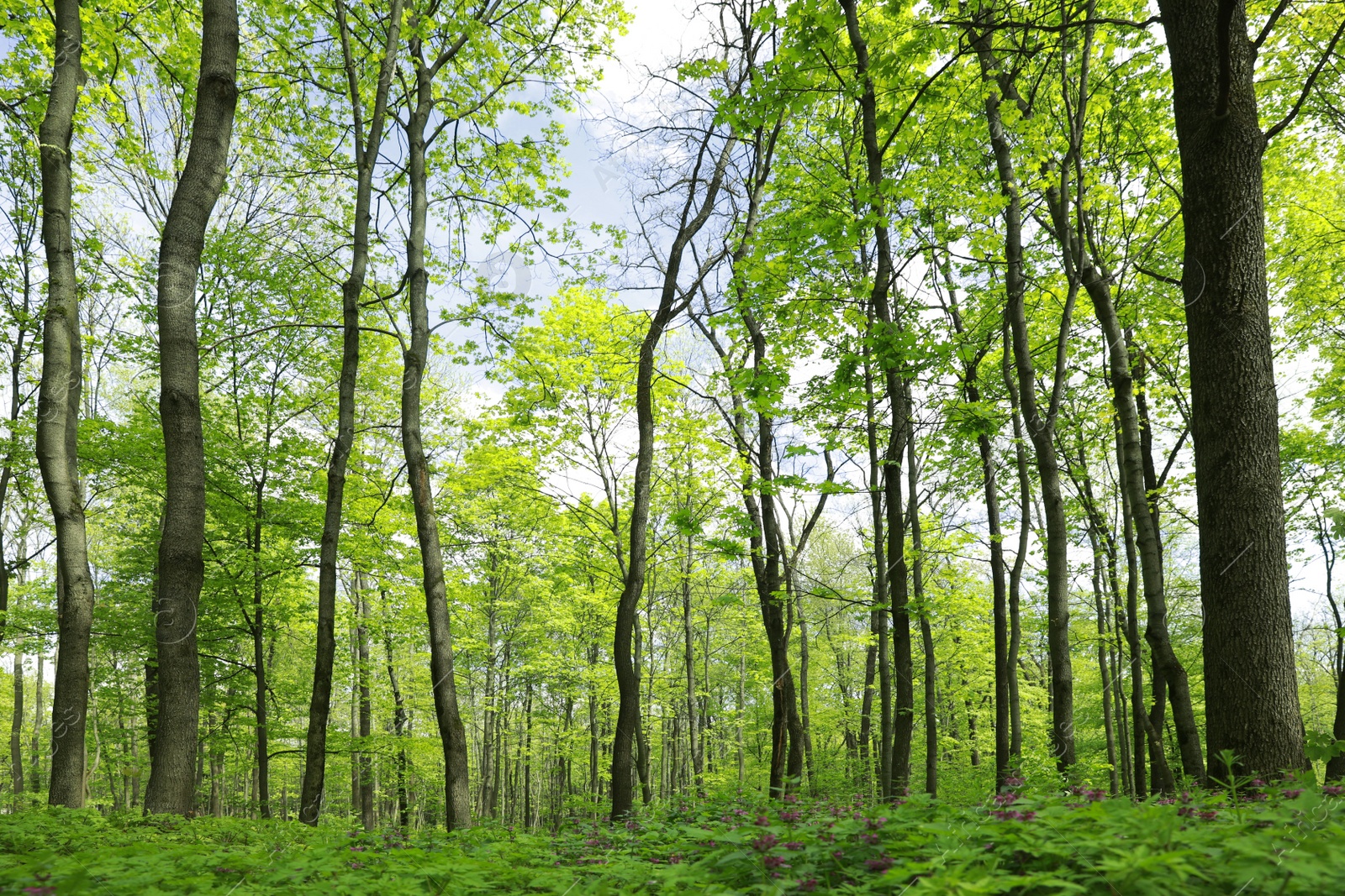 Photo of Beautiful landscape with tall trees in park, low angle view