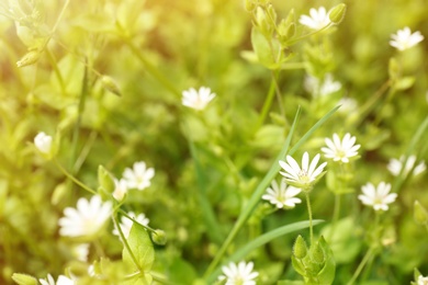 Photo of Beautiful white flowers on spring day