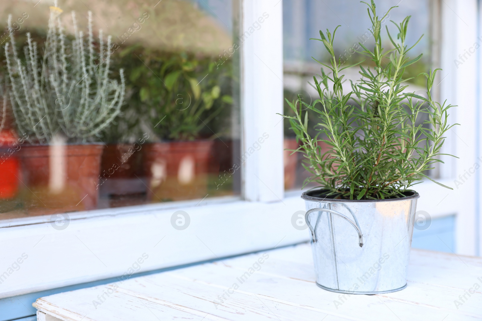 Photo of Fresh home plant on white wooden table near window, space for text